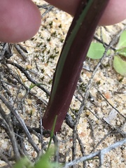 Calochilus campestris