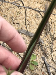 Calochilus campestris