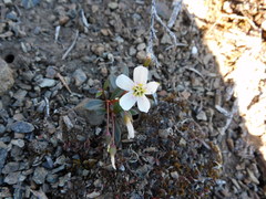 Claytonia multiscapa pacifica