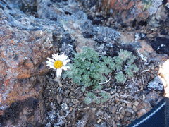 Erigeron salishii