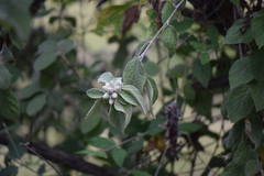 Nahuatlea magna