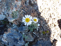 Erigeron salishii