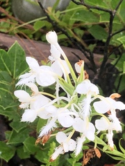 Platanthera blephariglottis conspicua