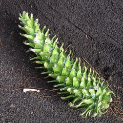 Pinus ayacahuite