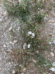 Convolvulus arvensis