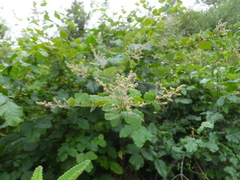 Holodiscus discolor discolor