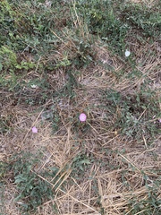 Convolvulus arvensis