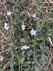 Convolvulus arvensis