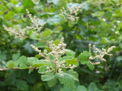 Holodiscus discolor discolor