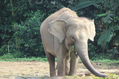 Elephantidae
