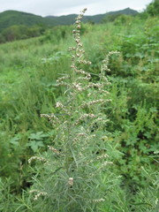 Artemisia umbrosa