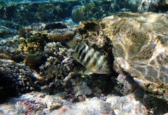 Abudefduf septemfasciatus