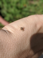 Habronattus pyrrithrix