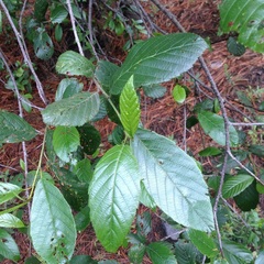 Alnus jorullensis