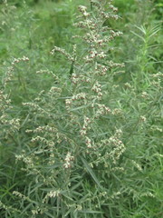 Artemisia umbrosa