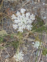 Daucus carota