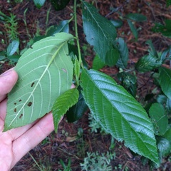 Alnus jorullensis