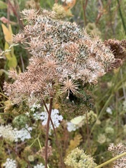 Daucus carota