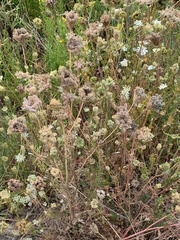 Daucus carota