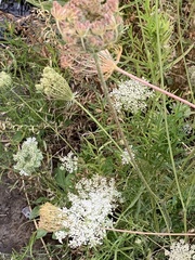 Daucus carota