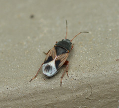 Malezonotus rufipes