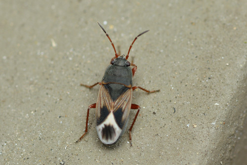 Malezonotus rufipes (Stal, 1874)