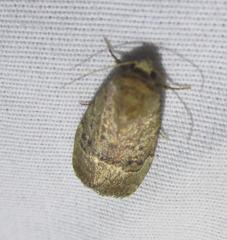 Elaphria fuscimacula