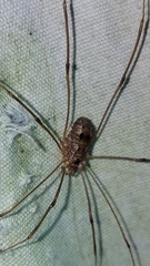 Leiobunum calcar