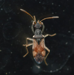 Pseudopamera setosa