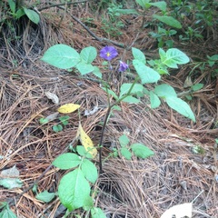 Solanum stoloniferum