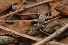 Ecyrus