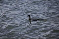 Phalacrocorax sulcirostris