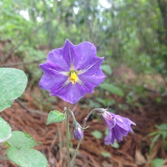Solanum stoloniferum