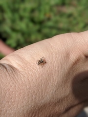 Habronattus pyrrithrix