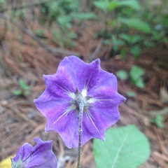 Solanum stoloniferum