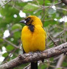 Icterus gularis × graduacauda