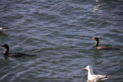 Chroicocephalus novaehollandiae