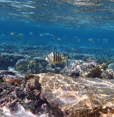 Abudefduf septemfasciatus