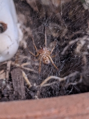 Steatoda nobilis
