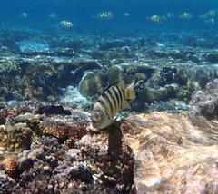 Abudefduf septemfasciatus