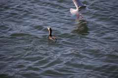 Chroicocephalus novaehollandiae