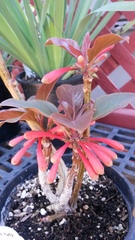 Dermatobotrys saundersii