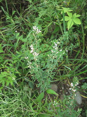 Lespedeza juncea
