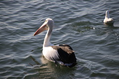 Chroicocephalus novaehollandiae