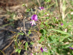 Lespedeza frutescens