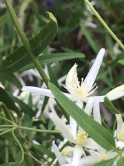 Clematis linearifolia