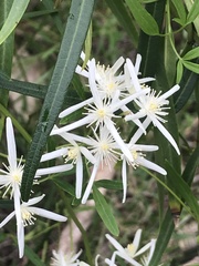 Clematis linearifolia