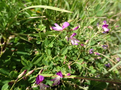 Lespedeza frutescens