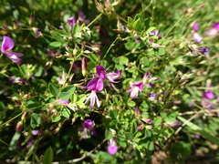 Lespedeza frutescens