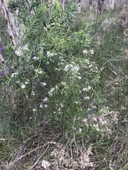 Clematis linearifolia